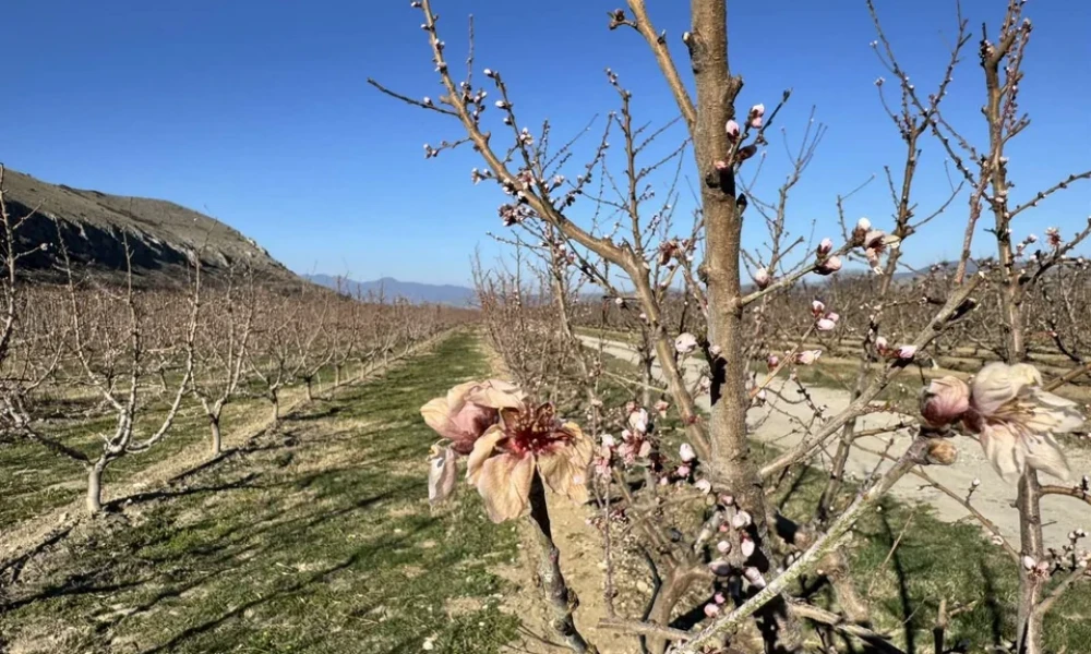 Παγετός κατέστρεψε τα «ροζ χωράφια» με ροδακινιές στη Φλώρινα - «Η καταστροφή είναι ολοσχερής» (βίντεο)